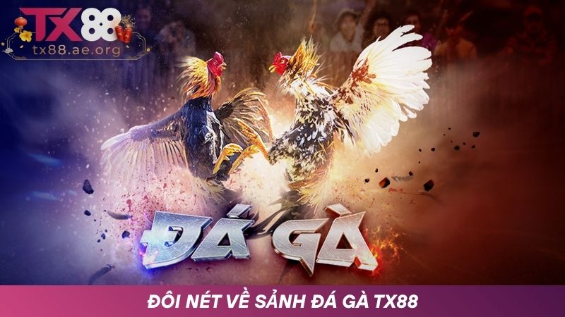 Tìm hiểu về sảnh Đá gà TX88