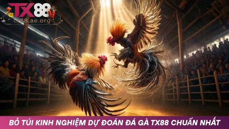 Kinh nghiệm dự đoán chọi gà chính xác